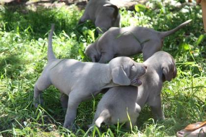 WEIMARANER WELPEN 