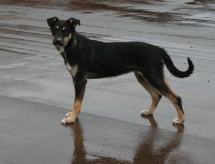 Kleiner  8 monate    Terrier - Ost-Russischer Schaeferhund Mischling aus Russlan
