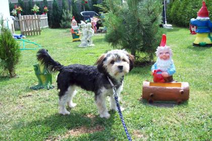 SÜSSE KLEINE YORKI-SHIH-TZU HÜNDIN