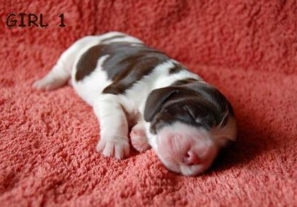 Reinrassige Welpen Englische Springer Spaniel