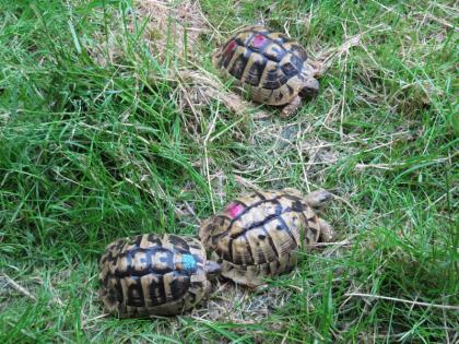 Weibliche Griechische Landschildkröten