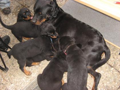 Rottweilerwelpen of the Black Devils