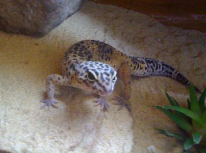 PLZ  65936  5 Adulte Leopardgeckos / 1 Super Hypo / 4 Wildtyp