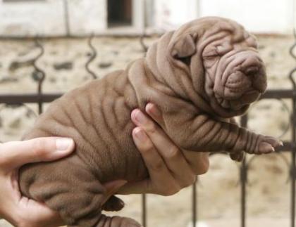 Shar Pei Welpen mit Stammbaum