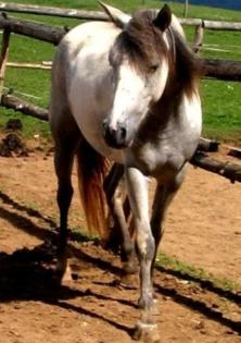 Pinto-Pony-Stute sucht Reitbeteiligung