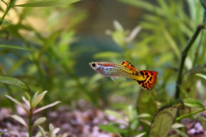 Wunderschöner Guppys Nachwuchs abzugeben!