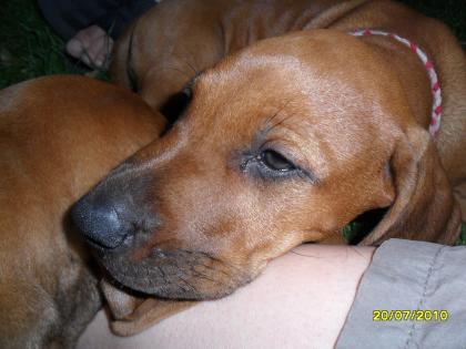 Rhodesian Ridgeback Welpen