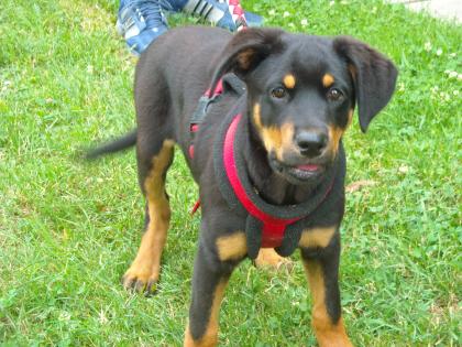 Rottweiler-Mix Welpe 17 Wochen alt