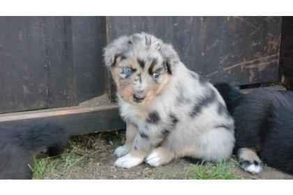 Australian Shepherd Welpen mit Papieren