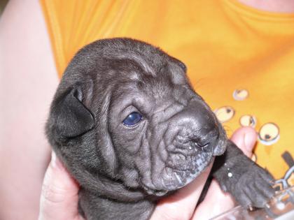 Shar Pei Welpe