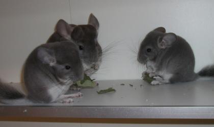 Chinchilla Weibchen Violett Saphirträger