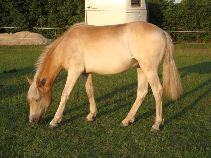 Verkaufe 2jähriges Reitpony-Warmblut in Palomino-Farbe