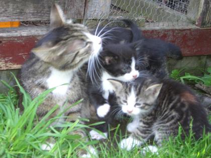 Katzenbabys abzugeben