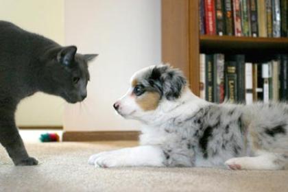   Australian Shepherd Welpe