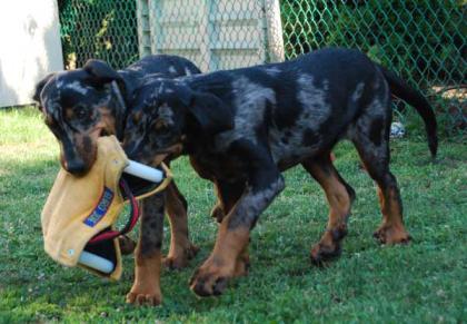 Beauceron welpen harlekin