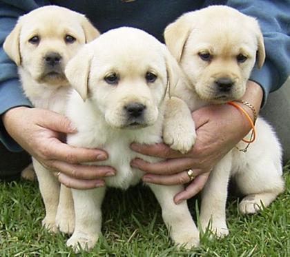 3 süße Labrador- Appenzeller-Mix Welpen ab sofort abzugeben