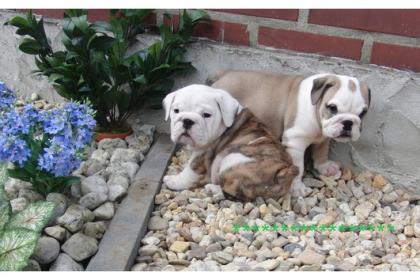  English Bulldog Welpen mit Papieren 