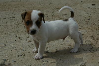 Süße Jack Russell Welpen suchen liebevolles Zuhause