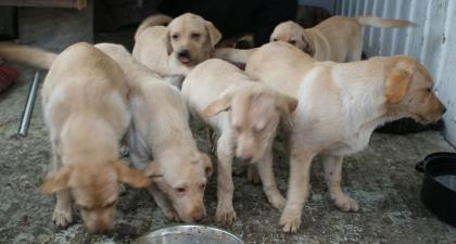 4 labrador welpen