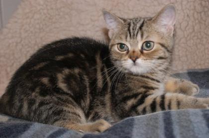 3 goldene Kater suchen Schmuseeltern