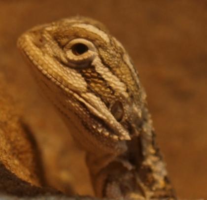 17 Zwergbartagamen (Pogona henrylawsoni) Jungtiere