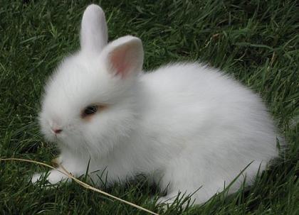 Zwergkaninchen / Teddyzwergkaninchen