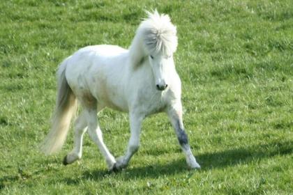 Biete Reitbeteiligung an tollem Freizeitpferd i.R. Düsseldorf