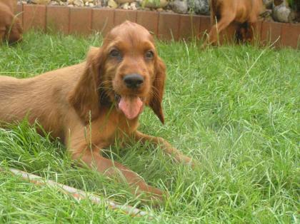 Jetzt aussuchen, nach dem Urlaub abholen: 10 Irish Settter Welpen