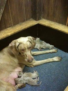 Weimaranerwelpen 3/6 aus Familienzucht