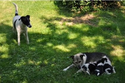 5 aufgeweckte glattharr-foxterrierwelpen suchen liebevollen 2beiner