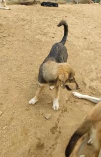 Lucky sucht ein passendes Zuhause
