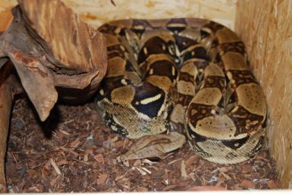 Zuchtpaar Boa Constrictor 100% het Albino