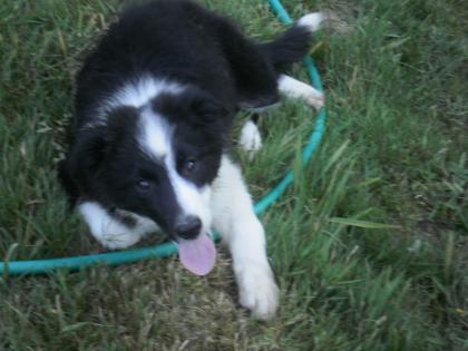 Border Collie Welpen mit FCI Papieren suchen ein neues Zuhause