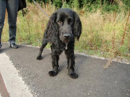 Schwarzer Cocker Spaniel, 10 Monate