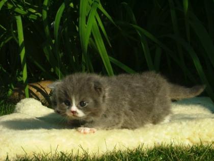 Kleiner Britisch Langhaar Kater sucht Kuschelpersonal