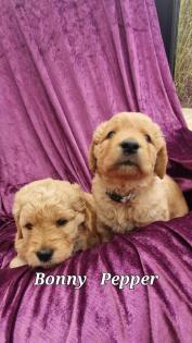 Goldendoodle medium