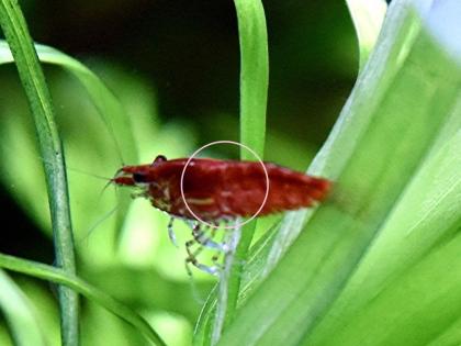 Red Fire Garnele, Zwerggarnele, reinerbig (Versand, Abholung)