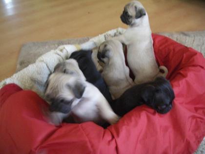 MOPS MOPSWELPEN MIT PAPIEREN