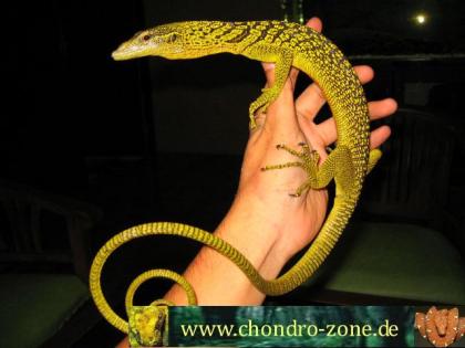 Varanus,prasinus,bohmei,salvadori....