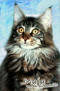 Typvolle Maine Coon