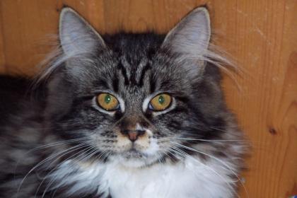 Maine Coon Mischling