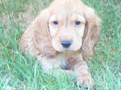 Cocker Spaniel Welpen suchen liebevolles Zuhause!