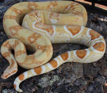 Boa constrictor albino sharp line DNZ2021 