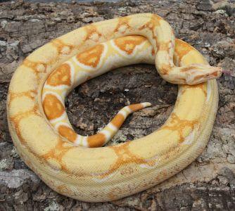 Boa constrictor albino sharp line DNZ2021 ab 400,-€