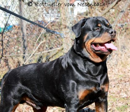 Rottweiler vom Nesenbach