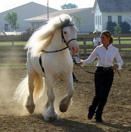 Wunderbares Geschenk Pferd Gypsy