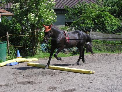 Sie wünschen sich eine harmonische Pferd-Mensch-Beziehung 