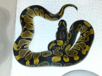 Classic 100% het Albino 66% het Clown