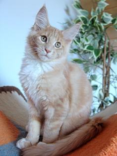 Wunderschöne, typvolle Maine Coon Kitten mit Ahnentafel