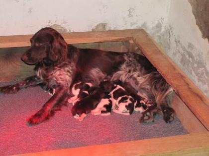 Kleine Münsterländer Welpen  vom Stevertal 